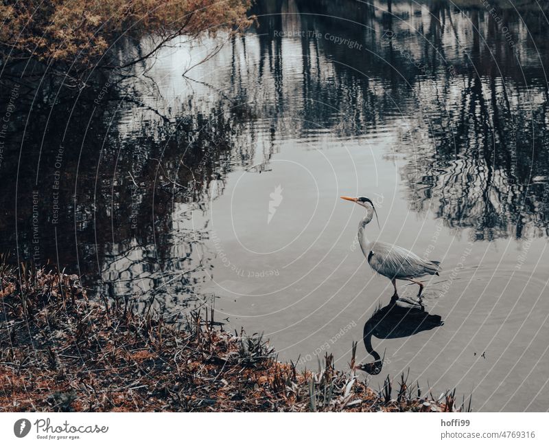 ein Graureiher schreitet erhaben im Teich Park düster schreiten staken Reiher Tier Vogel Tierporträt Wildtier Stadtpark