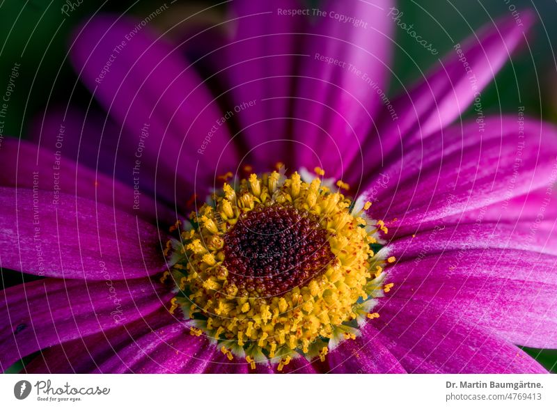 Blütenstand der Strauchmargerite, Argyranthemum frutescens,violettrote Kultursorte Blume Pflanze Margerite blühen Zungenblüten Röhrenblüten