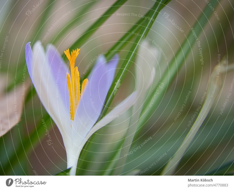 Krokusblüte auf einer Wiese, zart und mit leicht verschwommenem Hintergrund. schön Überstrahlung Blüte botanisch Bokeh Frühblüher Krokusse Lichtstimmung Bokeh