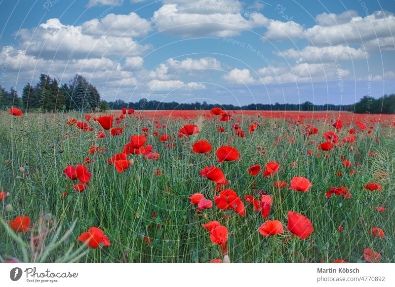 Der Klatschmohn leuchtet in einer roten Farbenpracht. Die zarten Blüten im Kornfeld. Wiese grün Mohn Papaver rhoeas Balkonpflanzen Blume Einfluss Frühling