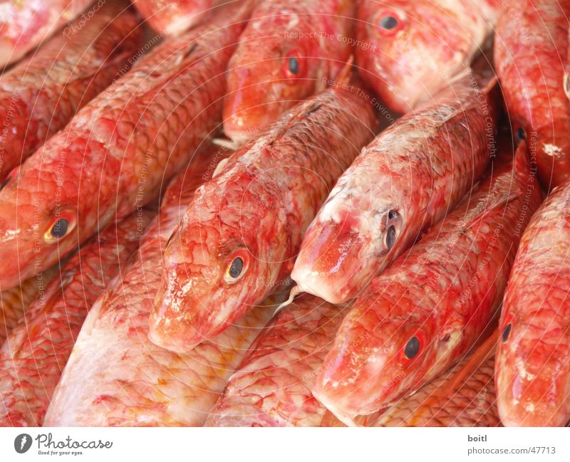 Rote Fische rot Rudel Tod Markt Auge Schwarm