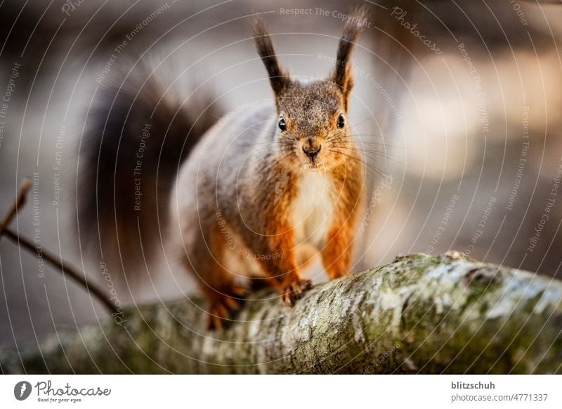 Eichhörnchen auf dem Ast Sciurus vulgaris Tiergesicht beobachten Blick Neugier aufmerksam schauen neugierig Nahaufnahme leben wald klein Nagetiere braun