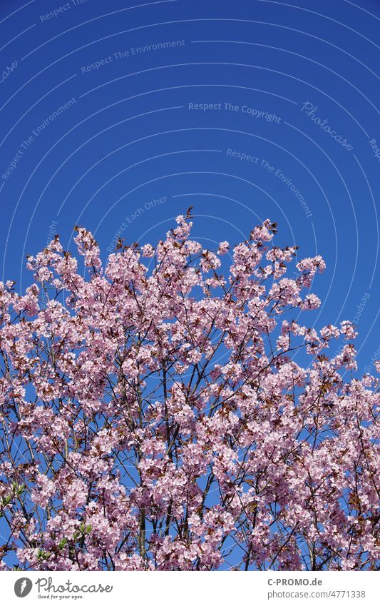 rosa blühender Baum im Frühling blüten Kirsche Kirschbaum Himmel Kirschblüten Natur Blüte Blühend Außenaufnahme Schönes Wetter Pflanze Ast Menschenleer Duft