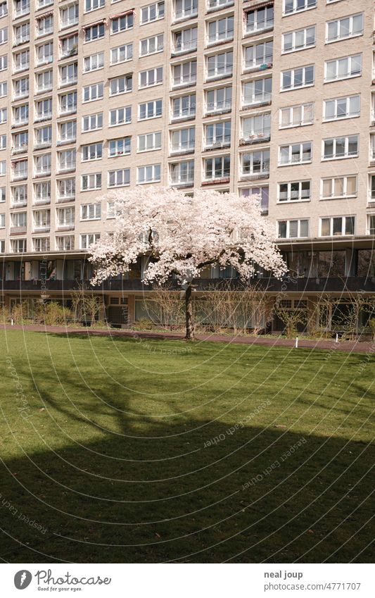 Weiß blühender Baum vor anonymer Hochhausfassade Architektur Park Blüten Kontrast grafisch harte Schatten Gebäude Rasen hell-dunkel Fassade Fenster Frühling