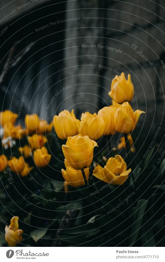 Gelbe Tulpen gelb Tulpenblüte Garten Gartenarbeit Blume Blüte Frühling Natur grün Blumenstrauß Pflanze Blühend Farbfoto Tulpenstrauß Muttertag Frühlingsgefühle