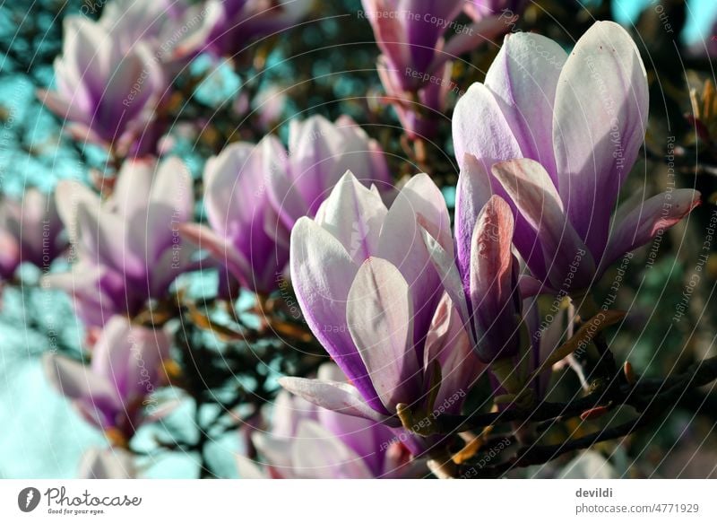 Magnolienblüten am Strauch im Frühling Blüte Magnolienbaum Magnoliengewächse Pflanze Blühend Natur schön Farbfoto natürlich Frühlingsgefühle Wachstum Garten