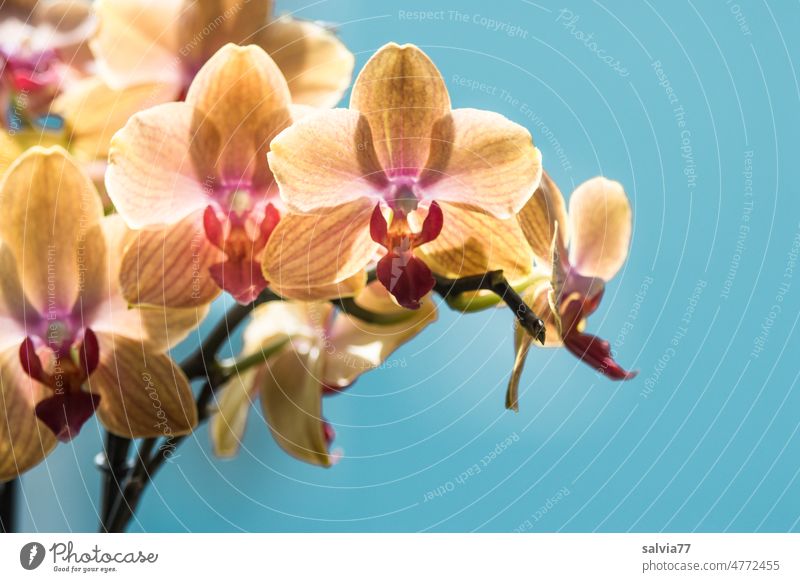 Orchideenblüten  vor hellblauem Hintergrund Blüte Blume Natur Pflanze Blühend Nahaufnahme orange schön zart exotisch Hintergrund neutral Farbfoto elegant