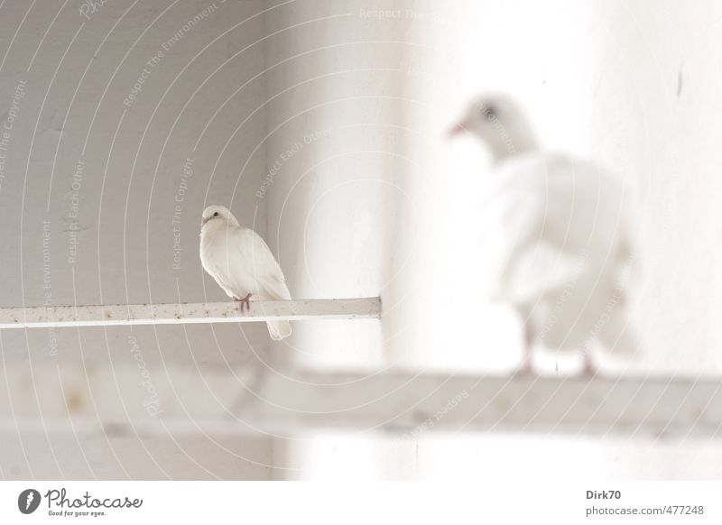 Taubenduo, Augen links Mauer Wand Tier Wildtier Vogel Haustaube 2 Balken Stab Friedenstaube beobachten Erholung hocken sitzen warten ästhetisch Freundlichkeit