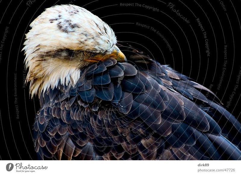 Seeadler Adler Vogel Tier Schreiseeadler Reinigen schwarz Feder Macht