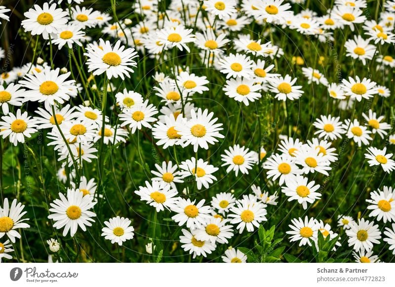 Blumenwiese mit Margeriten Wiese blühen Frühling erwachen Ausflug schönes Wetter grün Natur Pflanze Blüte Blühend Garten Wiesenblume