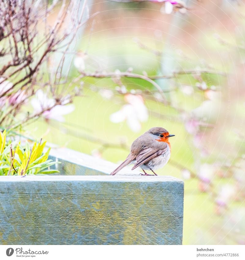 knutschkugel Natur Singvogel Futter Wildtier Sommer Lavendel Frühling Jahreszeiten Tierwelt Außenaufnahme Garten hochbeet Ornithologie Farbfoto Feder