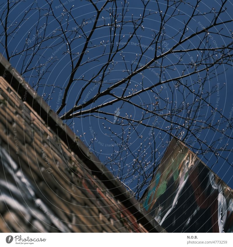 Eine Mauer, davor Knospen an Zweigen gegen den blauen Himmel Wolkenloser Himmel Blauer Himmel Menschenleer Außenaufnahme Farbfoto Schönes Wetter Tag