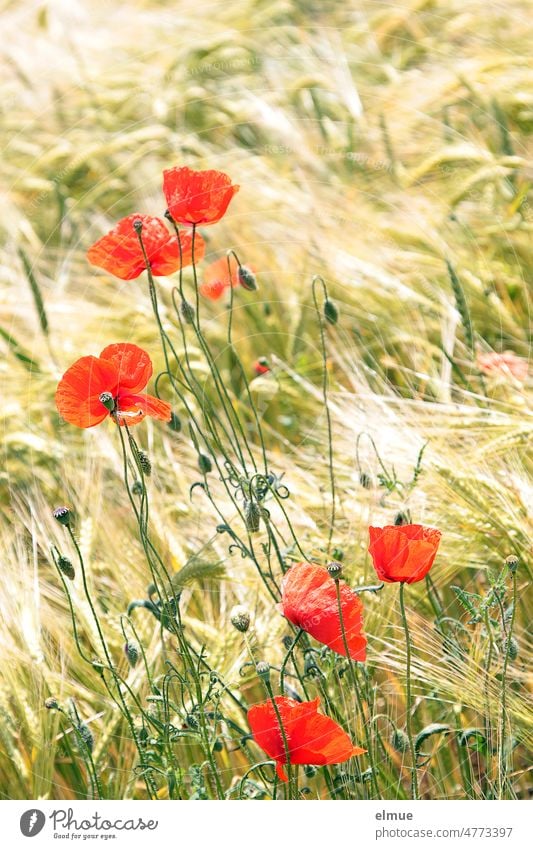 Mo(h)ntag / rote Mohnblüten im Gerstenfeld Mohngewächse Blüte Papaver Papaveraceae Heilpflanze öko Hahnenfußartige ökologisch Klatschmohn Staubblätter