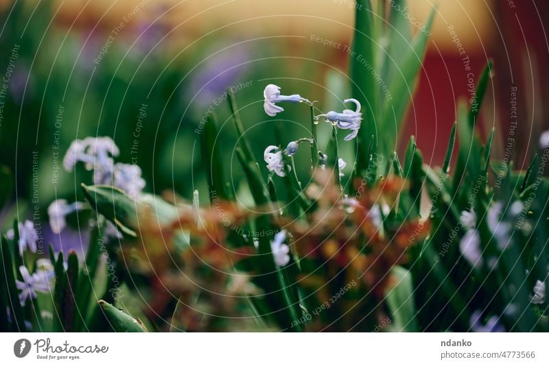 blühende blaue Hyazinthe im Garten an einem sonnigen Sommernachmittag, selektiver Fokus Tag Blütezeit Überstrahlung Blühend Botanik Nahaufnahme Flora geblümt