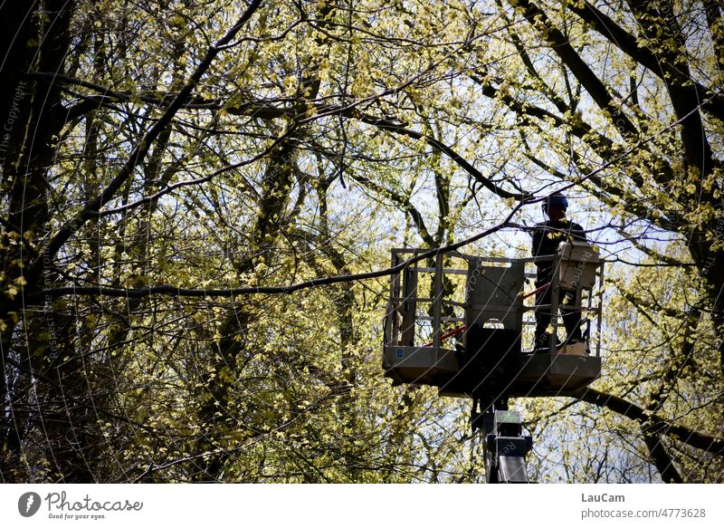 Baumarbeiten - Wald im Wandel Bäume Baumkrohnen dunkle Gestalt Förster Gärtner Hebebühne Laub Äste Landschaft Natur Zweige u. Äste Äste und Zweige Umwelt Ast