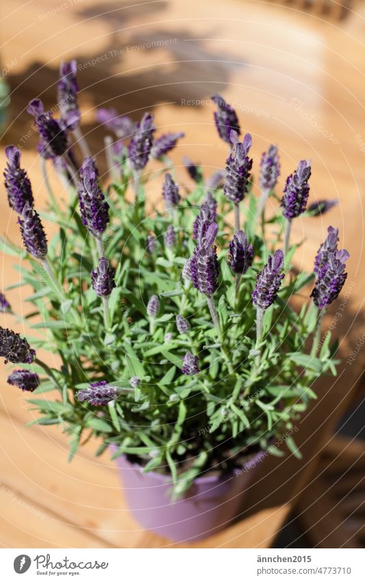 ein blühender Schopflavendel in einem lila Topf steht auf einem Holztisch Lavendel Blume Blüten Blühend grün Entspannung Garten Sommer Bauerngarten