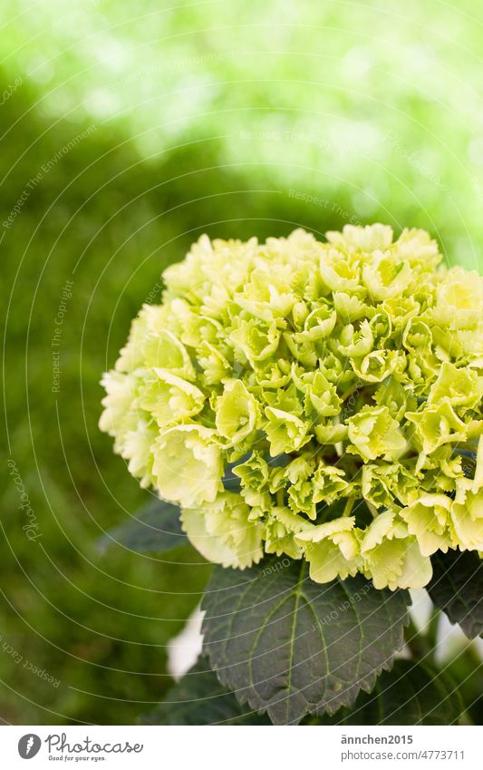 Kleinere grün weiße Hortensienblüte Blüte Blühend Blume Bauerngarten Garten Natur Farbfoto Pflanze Nahaufnahme Außenaufnahme Detailaufnahme Sommer Blütenblatt