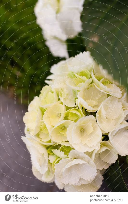 große weiße Hortensienblüte Blüte Knospen Blume Bauerngarten grün Garten Sommer Außenaufnahme Pflanze Natur natürlich Blühend Blütenblatt Detailaufnahme