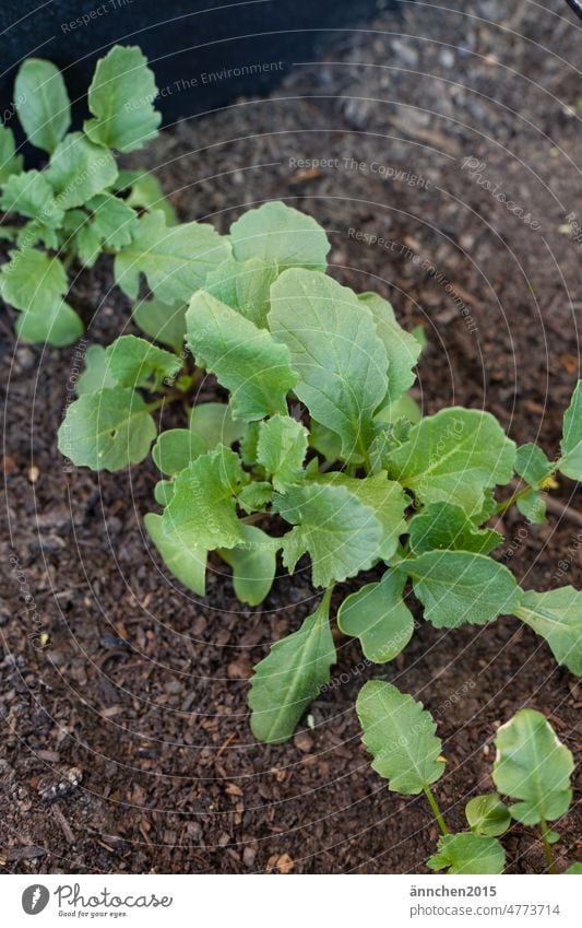 eine Reihe kleiner grüner Radieschenpflanzen in einem Hochbeet Natur Pflanze anpflanzen Garten ernten gärtnern Gartenarbeit Freizeit & Hobby Pflanzen Wachstum