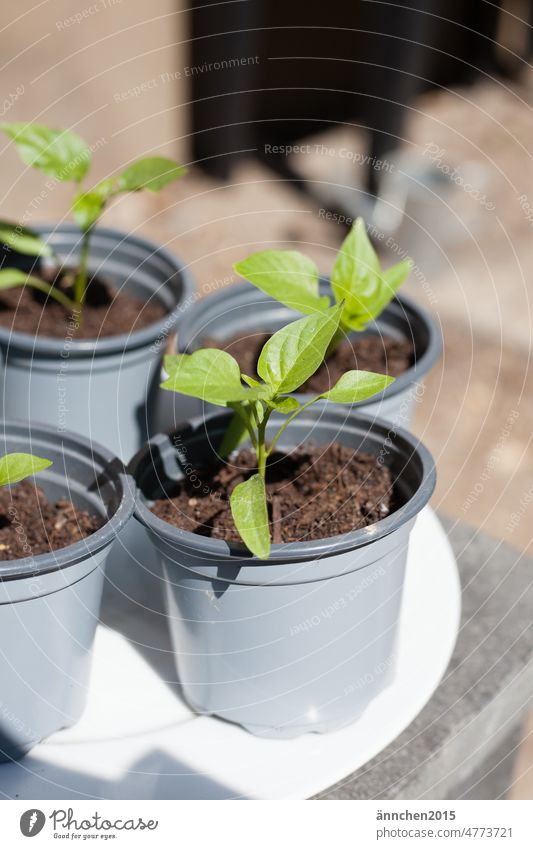 vier kleine grüne Paprikapflänzchen und Antopftöpfe Anzucht Selbstversorger Garten ansäen Töpfe Beet Erde Pflanze Außenaufnahme Wachstum Gartenarbeit Natur