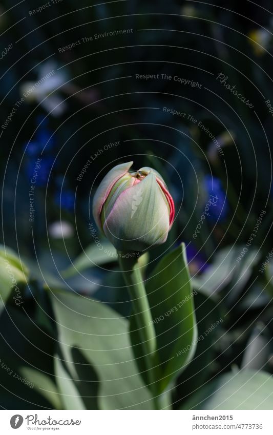 Eine noch fast verschlossene Knospe einer Tulpenblüte Frühling rot grün Sonnenlicht dunkler Hintergrund Blüte Garten Blume Pflanze Stengel Blatt SlowFlowers