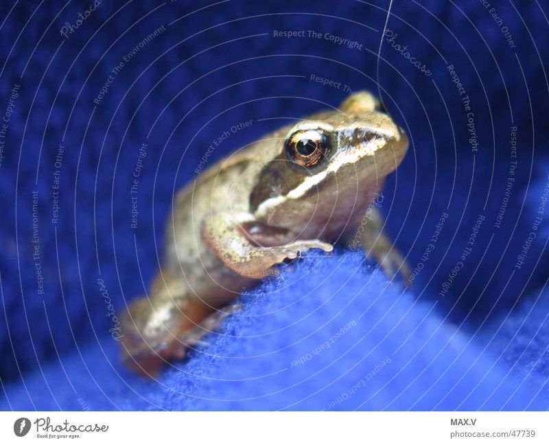 Küss mich ! Pullover Stoff Tier klein Frosch nah Auge Lurch