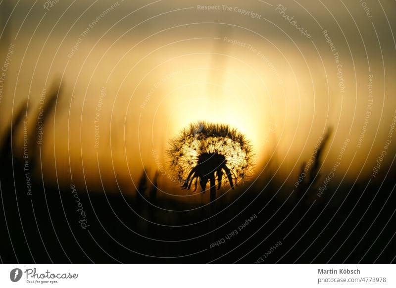 Löwenzahn (Pusteblume) im Sonnenuntergang mit schönem Bokeh. Zur Abendstunde Naturaufnahme Balkonpflanzen Schönheit Blütezeit verträumt Frühblüher im Freien