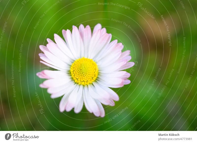 Gänseblümchen mit viel Bokeh auf einer Wiese. Konzentrieren Sie sich auf die Pollen der Blumen. rosa filigran Frühling Natur frisch Landschaft Sommer weiß