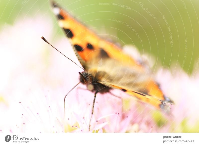 Fliegende Zärtlichkeit Schmetterling Sommer Makroaufnahme canon eos 20d