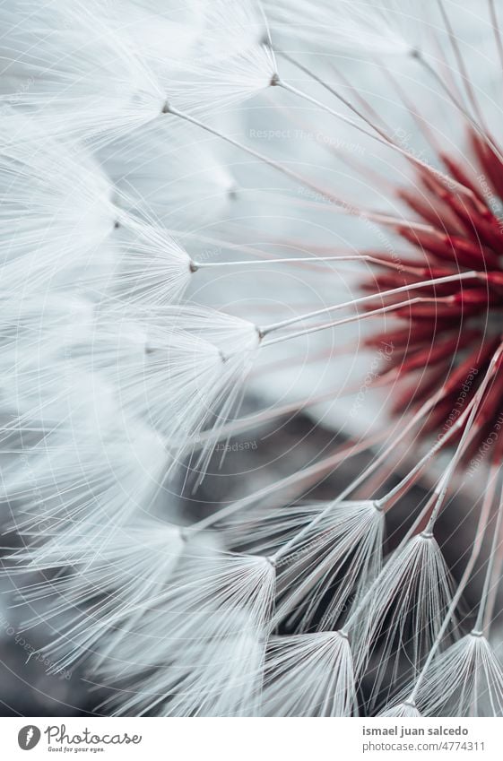 schöne Löwenzahnblumensamen im Frühling Blume Pflanze Samen weiß geblümt Flora Garten Natur natürlich dekorativ Dekoration & Verzierung abstrakt texturiert