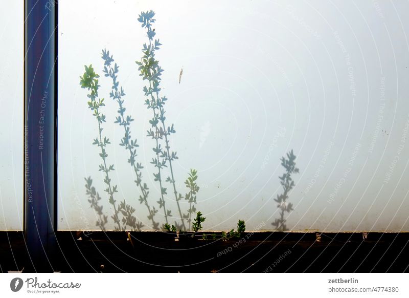 Schatten auf Milchglas abend ast dämmerung erholung ferien frühjahr frühling frühlingserwachen garten kleingarten kleingartenkolonie knospe menschenleer natur