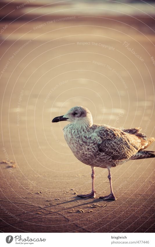 Möwe IV Strand Natur Ostsee Meer Vogel 1 Tier Sand Blick stehen braun Farbfoto Außenaufnahme Menschenleer Textfreiraum oben Tag Schwache Tiefenschärfe