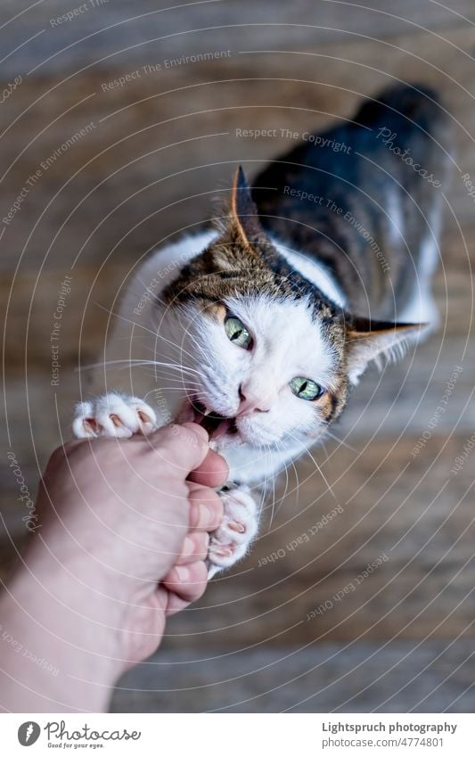 Tierhalter füttert eine verspielte getigerte Katze mit Leckereien. Persönliche Perspektive. hungrig heimisch erreichend Offener Mund Grimassen schneiden