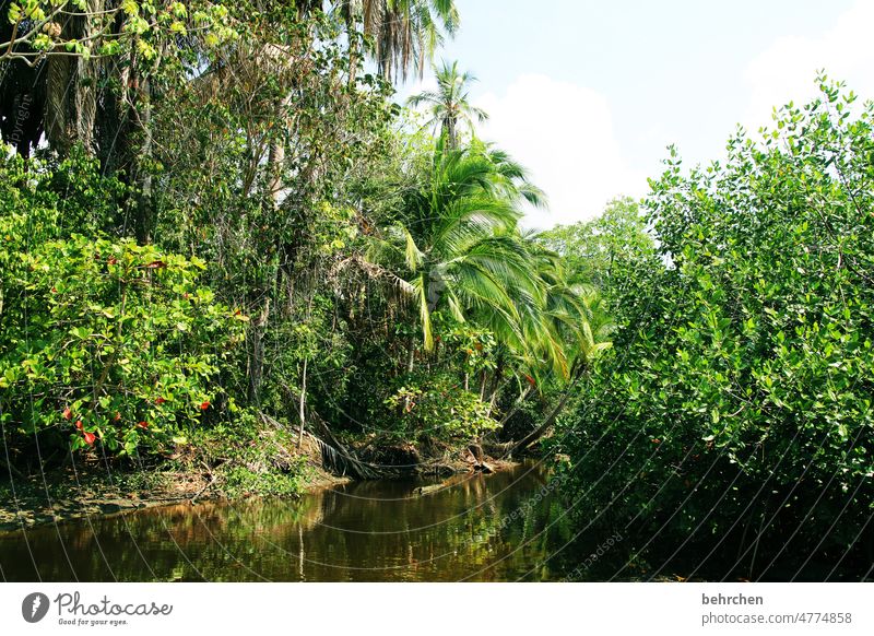 mittendrin grün Umweltschutz schön fantastisch außergewöhnlich Erholung Costa Rica Urwald Blatt Baum Klimawandel Pflanze Landschaft Natur Ferne