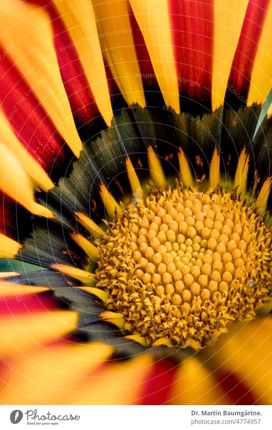 Gartenform einer Gazania, Blütenstand Gazanie Sorte Blütenstand. Zungenblüten Röhrenblüten aus Südafrika Korbblütler Asteraceae Compositae Pflanze Blume