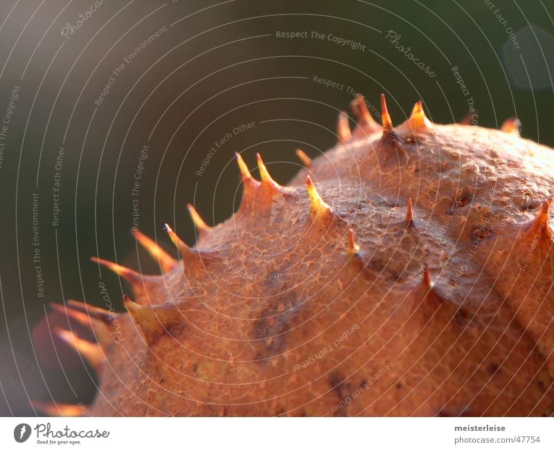 Kastanie 01 Baum Makroaufnahme Außenaufnahme Querformat stachelig rund Herbst Kastanienbaum Natur Nahaufnahme macroaufnahme Stachel Spitze meisterleise