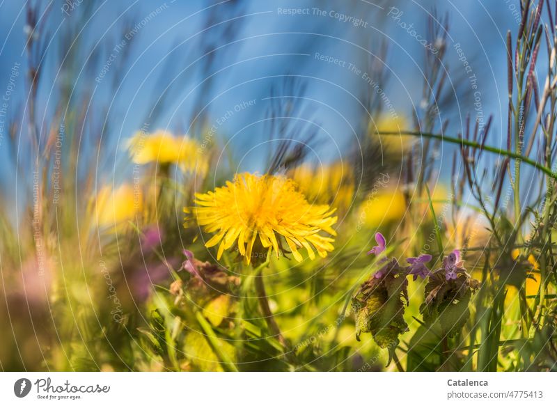 Blühender Löwenzahn, blauer Himmel Gelb Grün Tag Tageslicht Garten verblühen duften Blüte Blume Pflanze Natur Frühling Blütenpflanze wachsen Blätter Gras