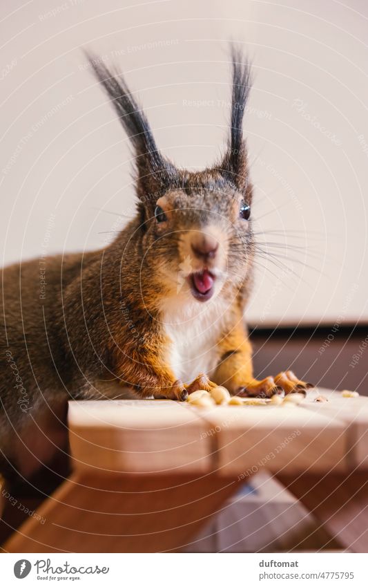 Eichhörnchen frisst am Tisch Nüsse Eichörnchen Tier klein Nager niedlich Hände Hand Haustier Neugier Fell Nagetiere winzig Säugetier Vorsicht tierisch lustig