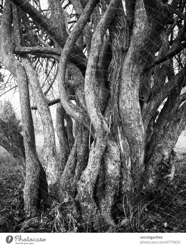 Chaostheorie Baumstamm Schwarzweißfoto konfuzius chaotisch wachsen verwachsen alt Holz Natur Außenaufnahme Strukturen & Formen Pflanze Baumrinde Wald Ast