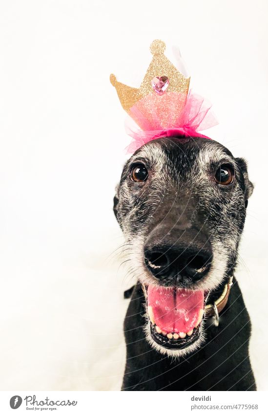 Krönchen richten, weitermachen Greyhound Windhund Hund Whippet Krone witzig lustiges Gesicht portait Haustier Freundschaft Studioaufnahme Fröhlichkeit Galgo