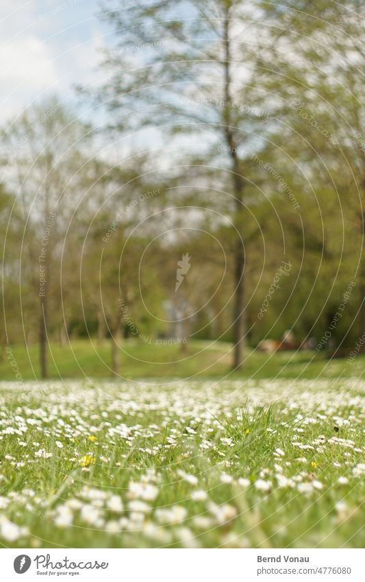 Gänsewiese gelb farbenfroh Frühling Blume Wiese Natur Pflanze Gras Außenaufnahme Farbfoto Blüte Tag Nahaufnahme Unschärfe natürlich Park grün Baum Gänseblümchen