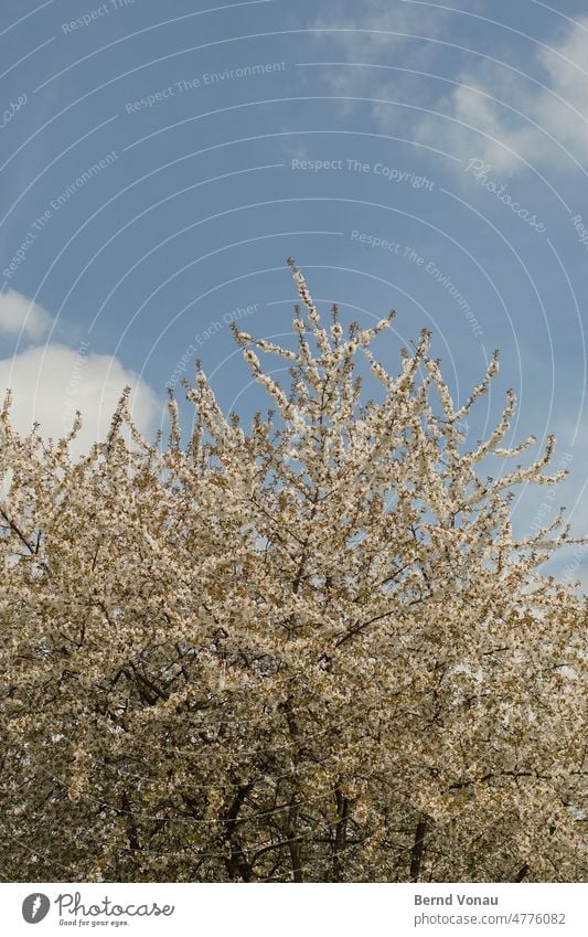 Blüte farbenfroh Frühling Natur Pflanze Außenaufnahme Farbfoto Tag natürlich Park grün Baum Himmel Wolken blau weiss Blühend Frühlingserwachen Sonnenlicht