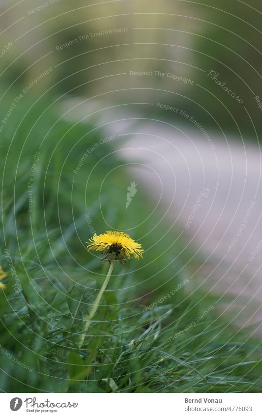 Frühlingsgruss am Wegesrand Löwenzahn gelb farbenfroh Blume Wiese Natur Pflanze Gras Außenaufnahme Farbfoto Blüte Tag Nahaufnahme Unschärfe natürlich Park