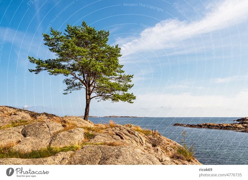 Landschaft mit Baum im Naturreservat Bøkeskogen in Norwegen Meer Küste Nordsee grün Skagerrak Halbinsel Schären Schärengarten Bokeskogen Schäreninsel Felsen