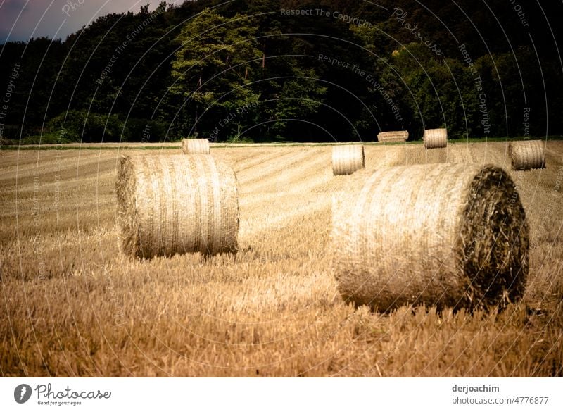 Der  Weizen  ist geerntet. Der Rest wird  gerollt. Fertig zum Abtransport. Feld Getreide Ähren Natur Getreidefeld Außenaufnahme Landwirtschaft Kornfeld