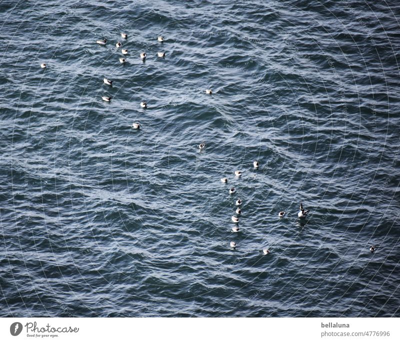 Trottellummen in der Brutpause. Eine badet und fischt, die andere brütet. Außenaufnahme Farbfoto Tag Natur Menschenleer natürlich Vogel fliegen Wildtier