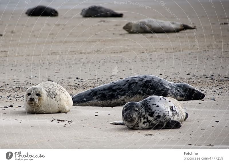 Faul liegen die Kegelrobben am Strand der Düne Helgoland im Sand und beobachten mich neugierig. Tier Wildtier Küste Farbfoto Außenaufnahme Tag Robben Nordsee