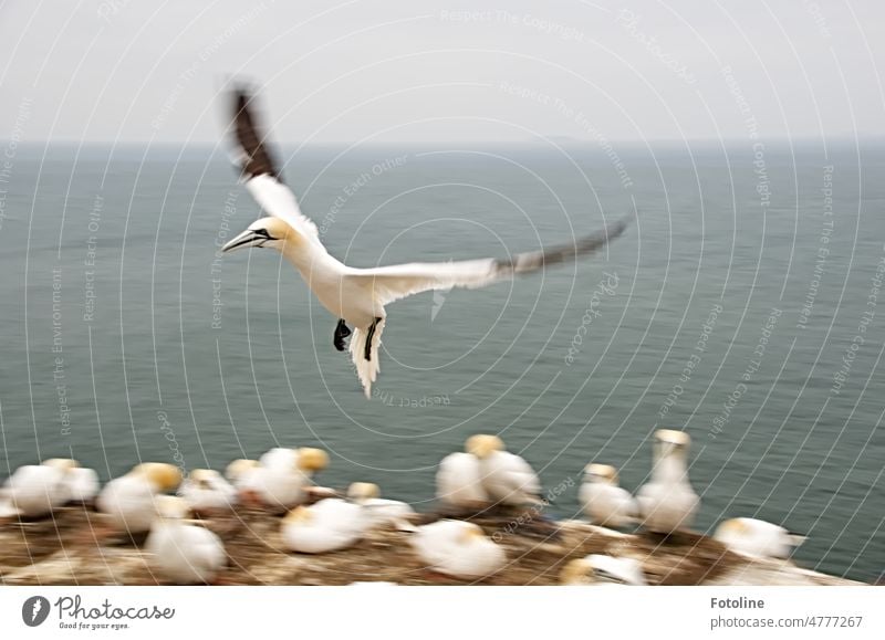 Der Basstölpel befindet sich im Landeanflug auf die Klippe von Helgoland. Im Hintergrund die Nordsee und grauer Himmel. Vogel Tier Farbfoto Außenaufnahme