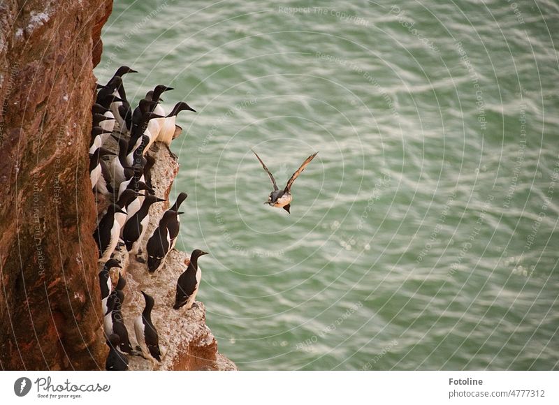 In den Felsen von Helgoland nisten gerade ganz viele Trottellummen. Und ja, ihren Namen tragen sie zu Recht. Sie manchmal wirklich etwas trottelig aus. Lummen