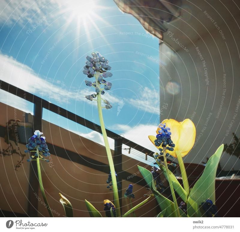 Auftrieb Balkon Froschperspektive Blumen blühen aufstrebend Wachstum Traubenhyazinthe Tulpe Halme Stengel Pflanze Blüte Natur Außenaufnahme grün Blühend